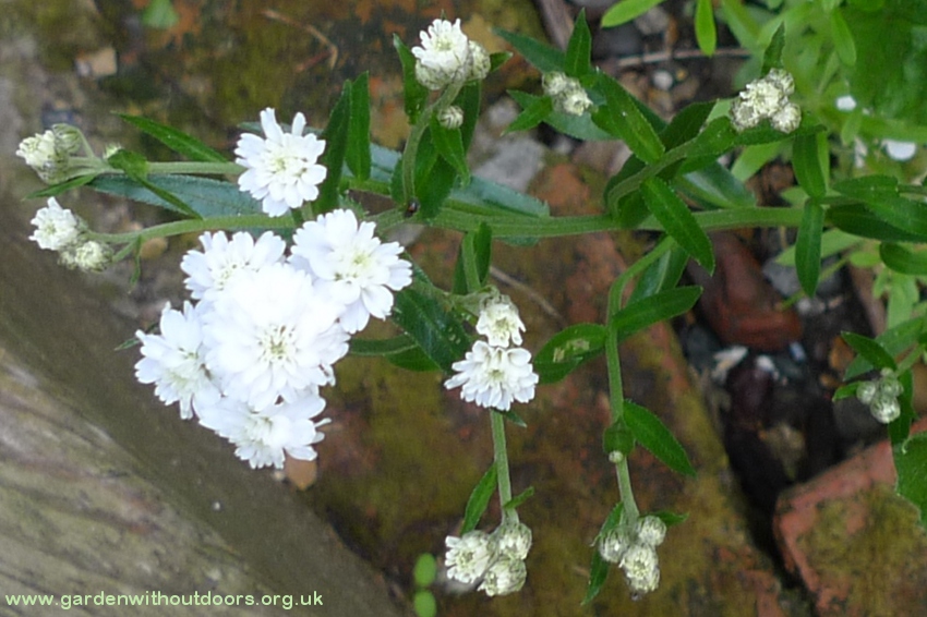 sneezewort achillea ptarmica the pearl