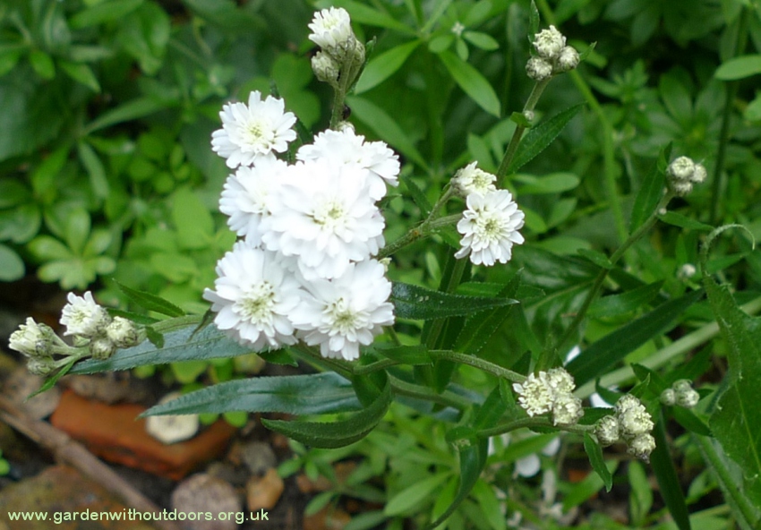 achillea ptarmica the pearl