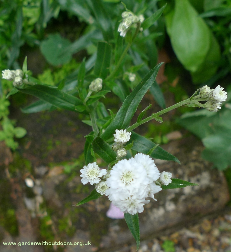 achillea ptarmica the pearl