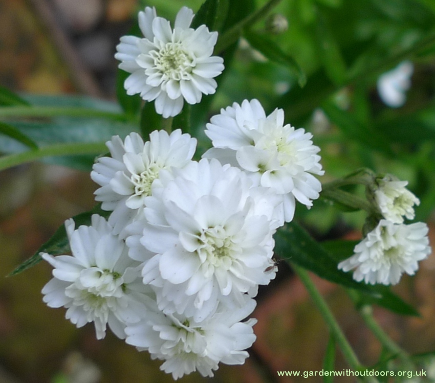 achillea ptarmica the pearl