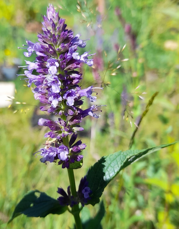 agastache black adder