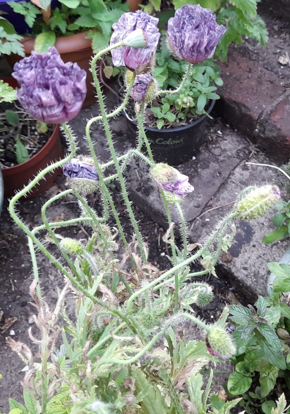Amazing Grey poppies