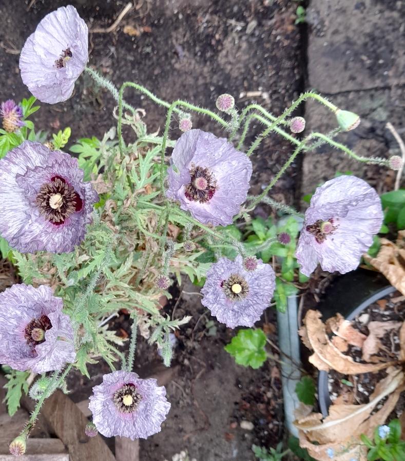 Amazing Grey poppies