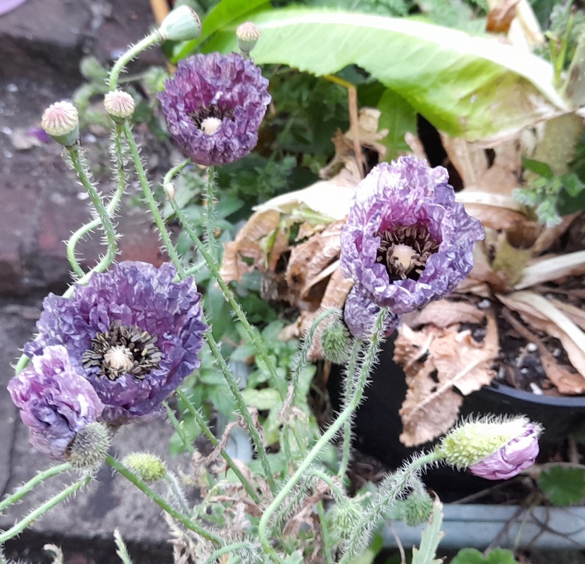 Amazing Grey poppies