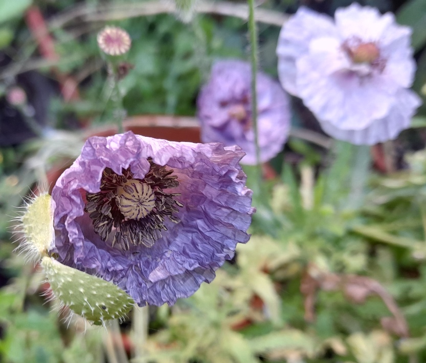 amazing grey poppies