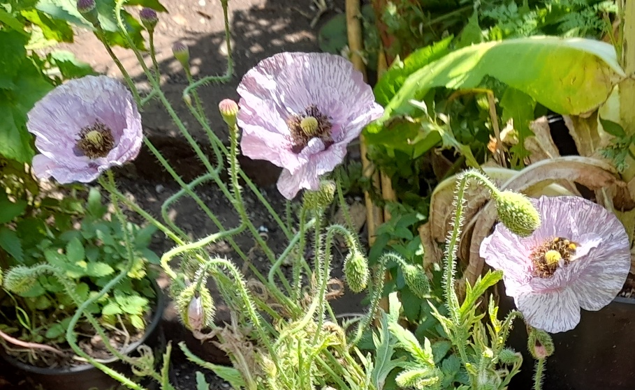 Amazing Grey poppies with bee