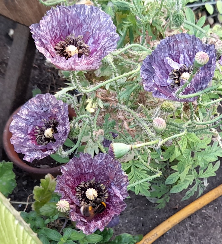 amazing grey poppies bee