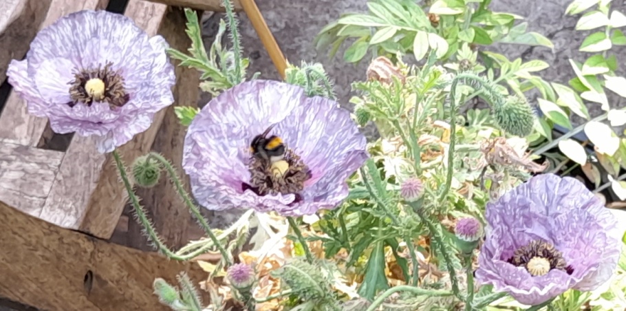 Amazing Grey poppies with bee