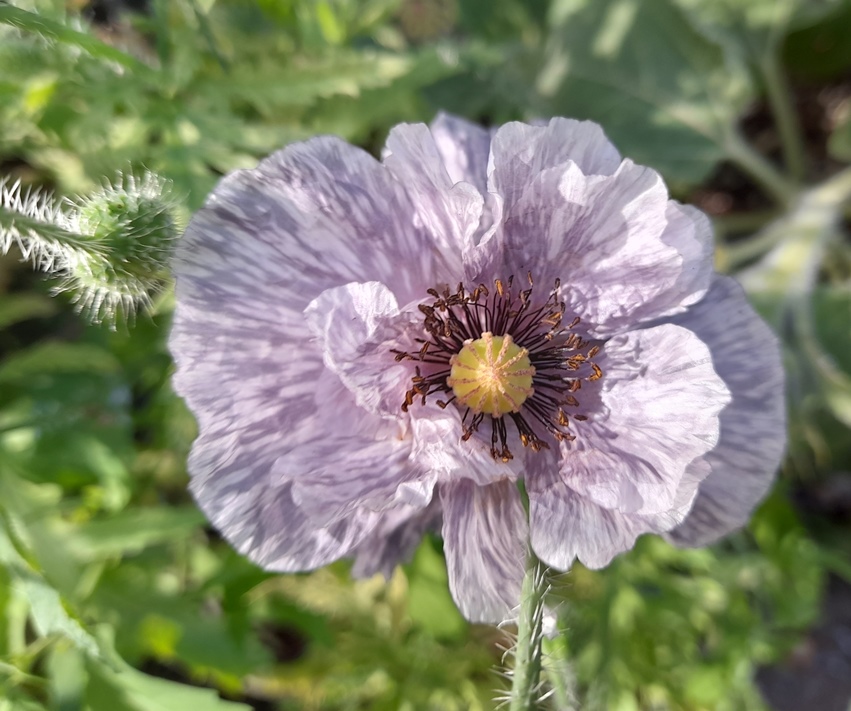 amazing grey poppy