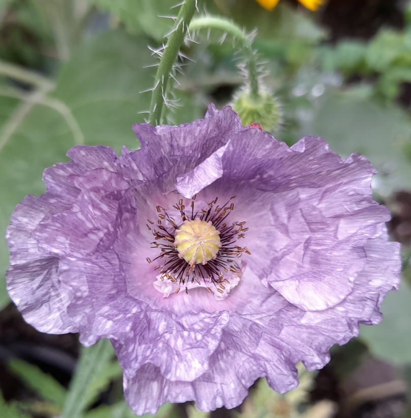 amazing grey poppy
