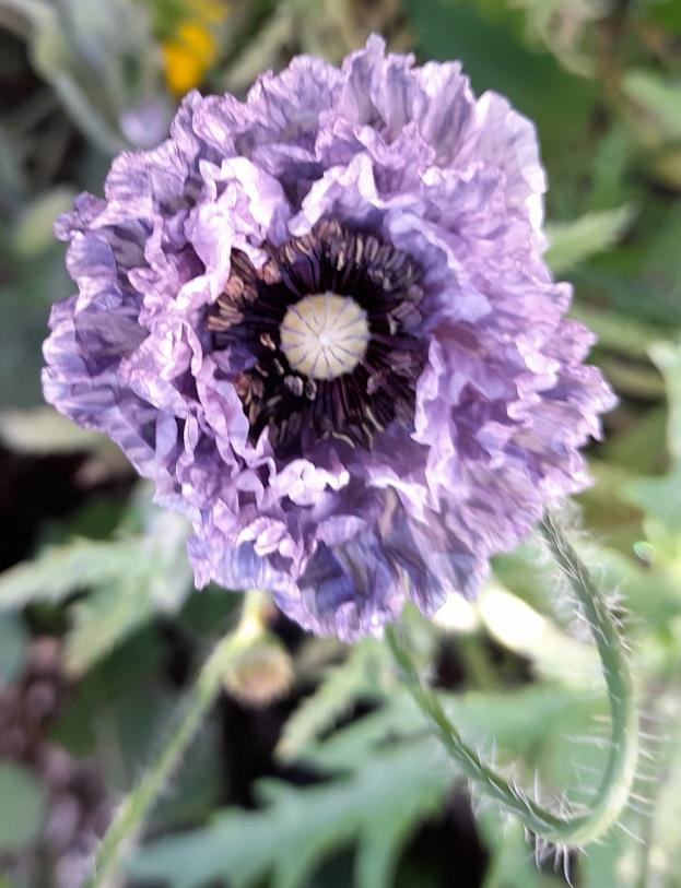 amazing grey poppy