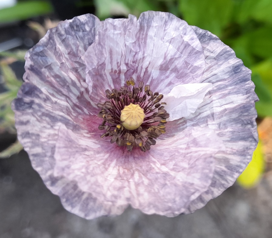 amazing grey poppy