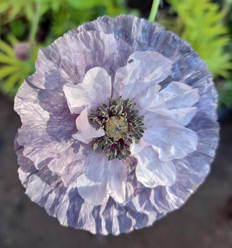 amazing grey poppy