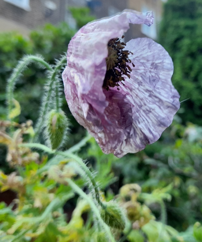 Amazing Grey poppy