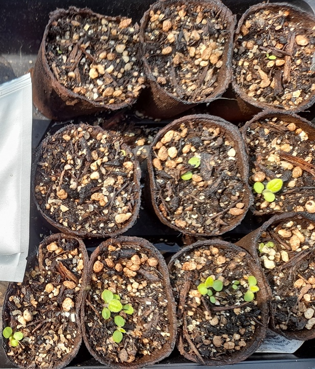 aster scaber seedlings