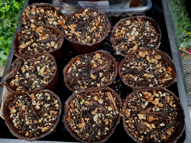 aster scaber seedlings