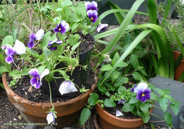 Beaconsfield pansy