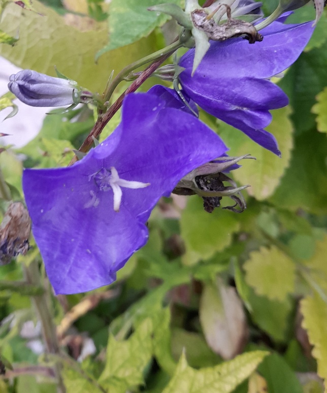 campanula persicifolia