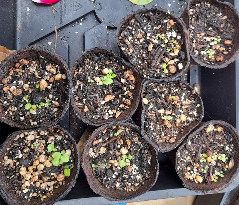 campanula takesimana