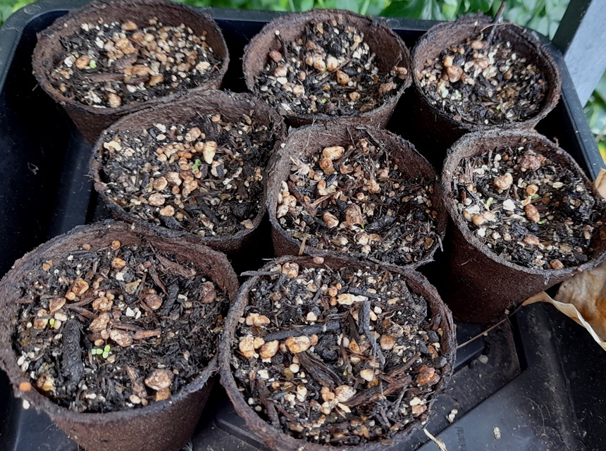 campanula takesimana seedlings