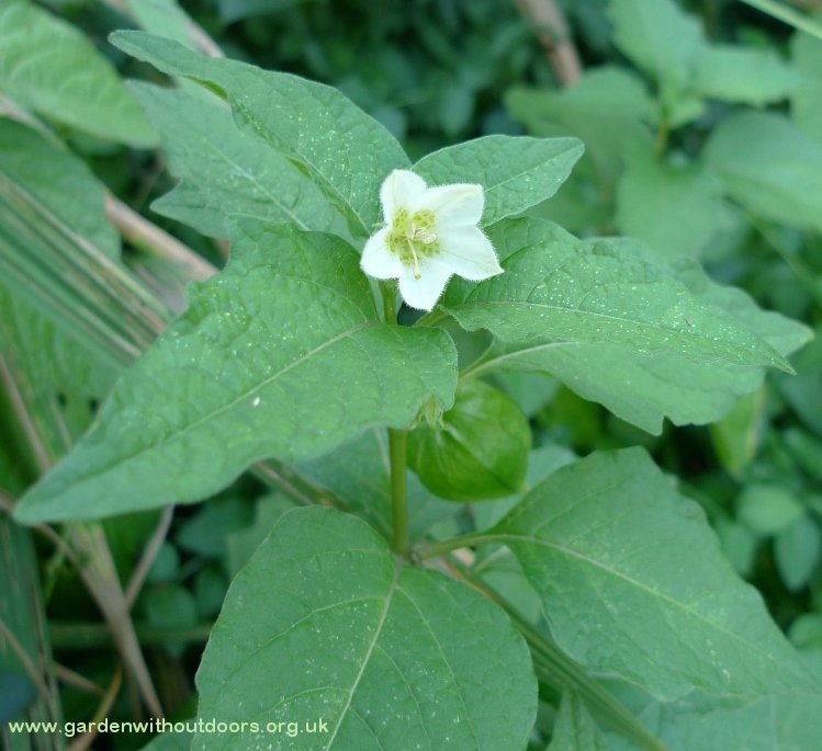 chinese lantern flower