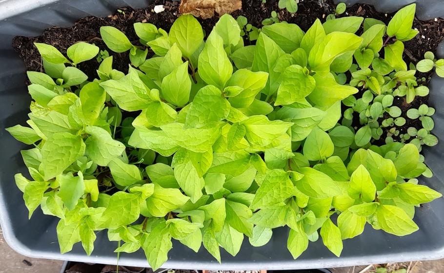 chinese lanterns seedlings