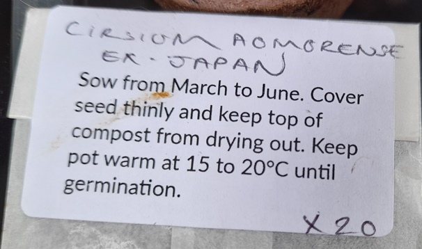 cirsium aomorense ex Japan