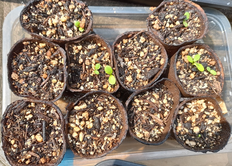 cirsium aomorense seedlings