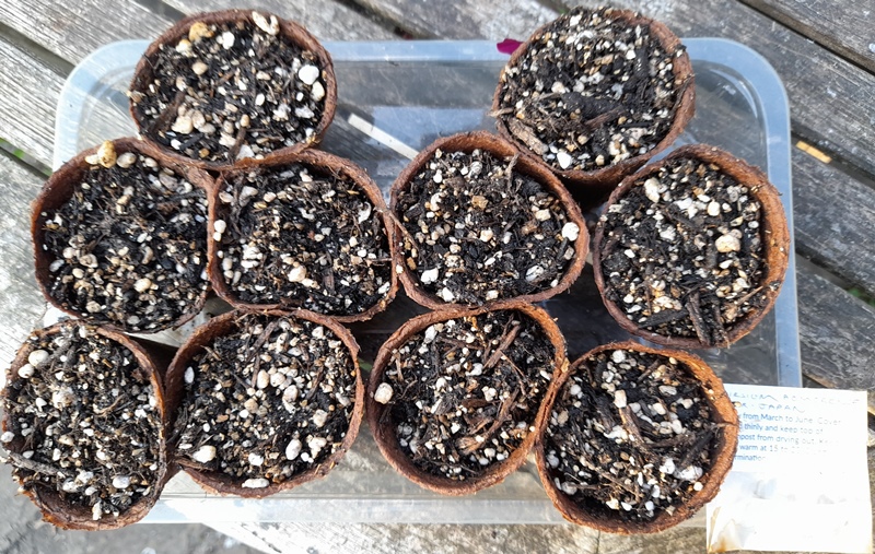 cirsium amorense ex Japan