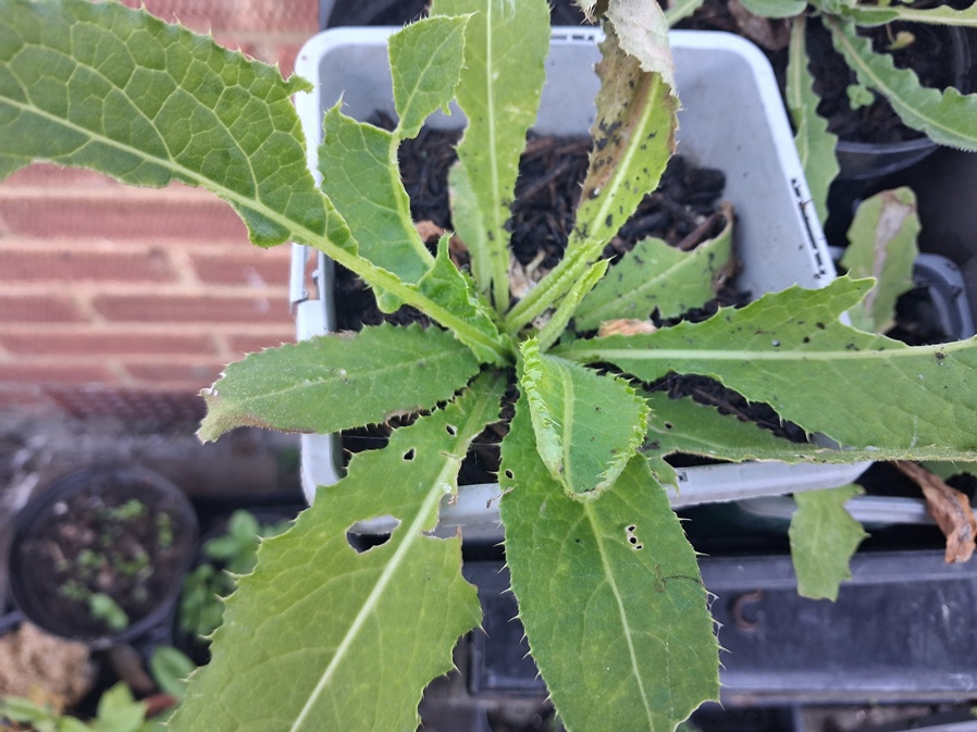 Cirsium oleraceum cabbage thistle