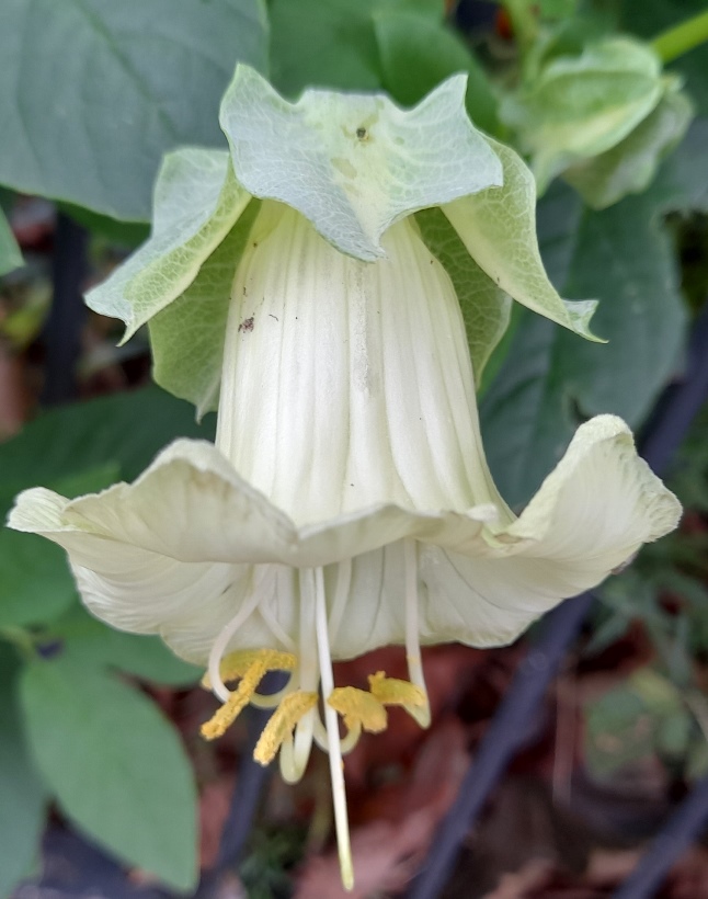 cobea scandens alba cup and saucer vine