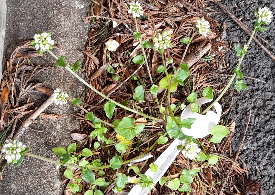Cochlearia danica danish scurvygrass