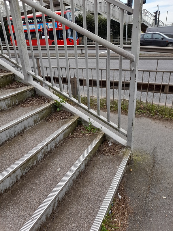 Cochlearia danica danish scurvygrass