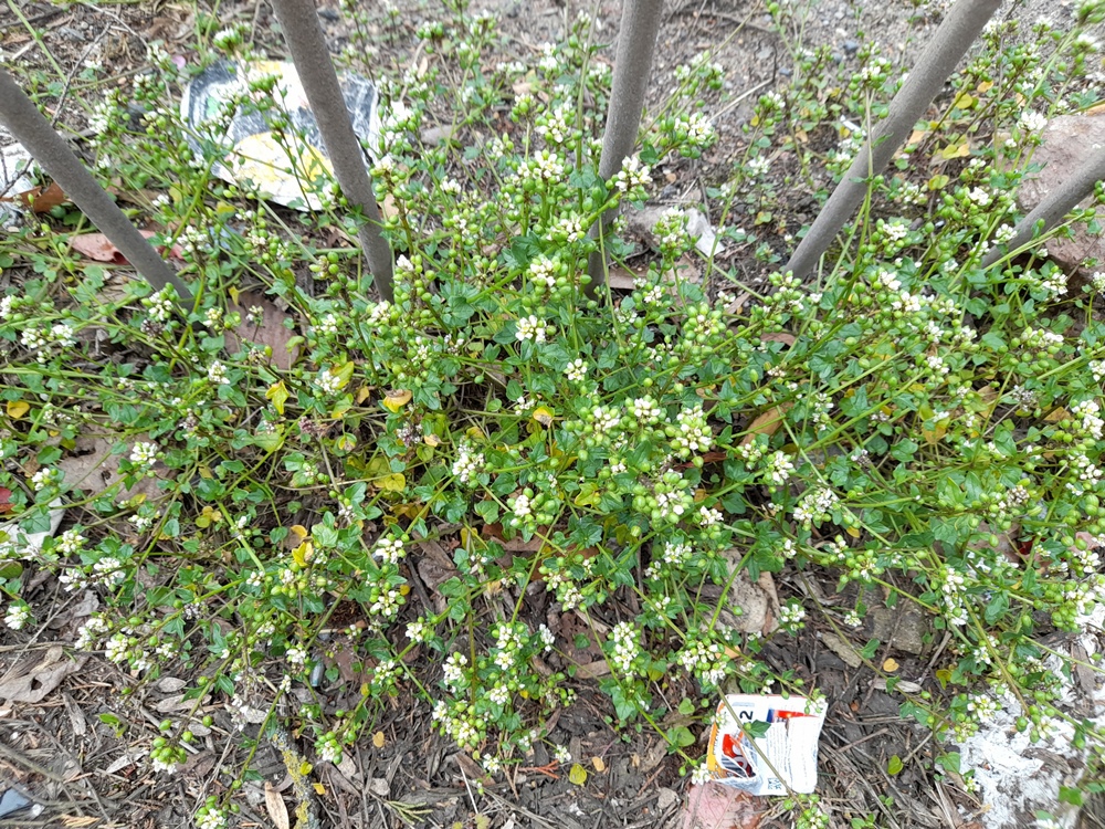 Cochlearia danica danish scurvygrass