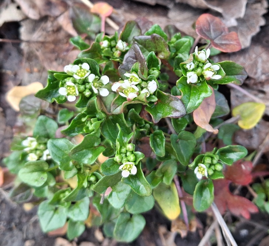 Cochlearia danica danish scurvygrass