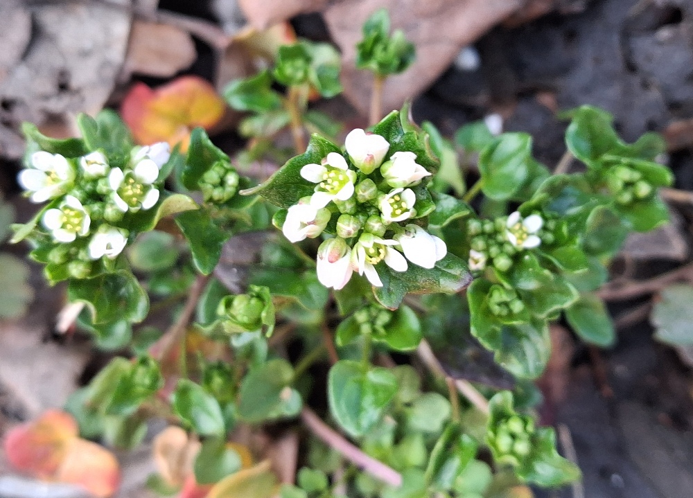 Cochlearia danica danish scurvygrass
