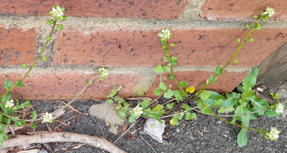 Cochlearia danica danish scurvygrass