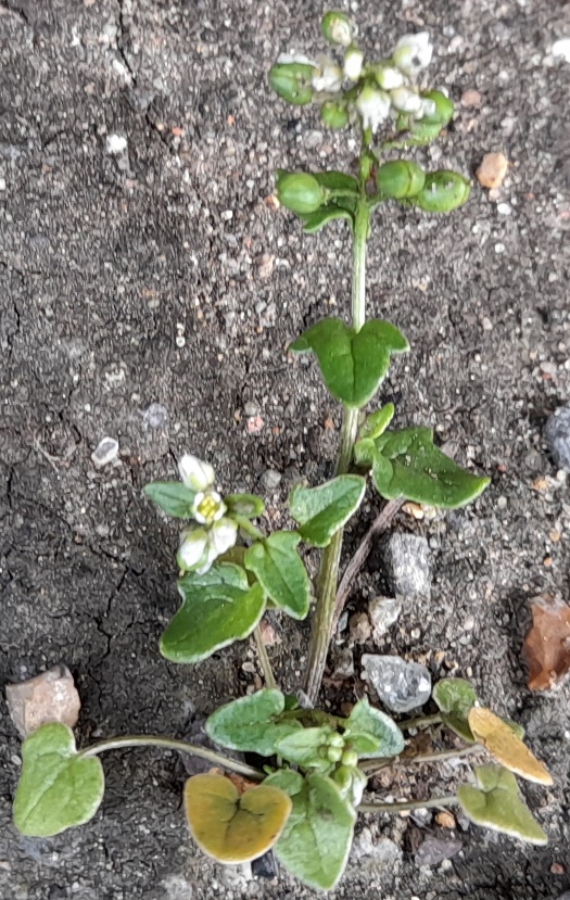Cochlearia danica danish scurvygrass