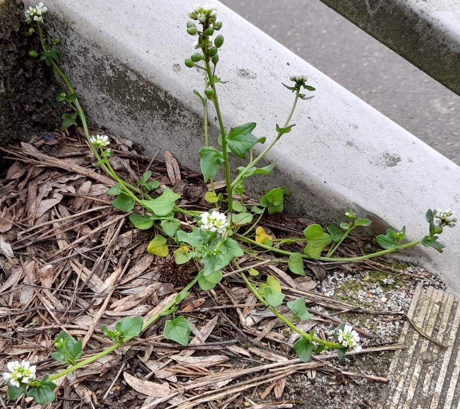Cochlearia danica danish scurvygrass