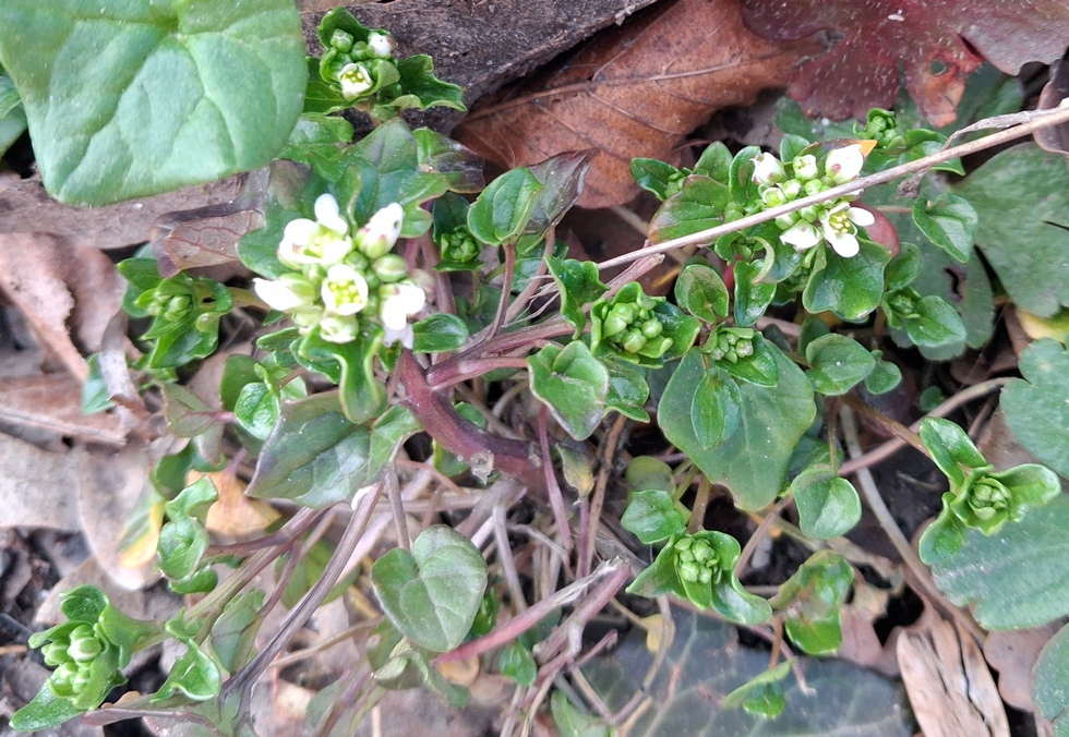 Cochlearia danica danish scurvygrass