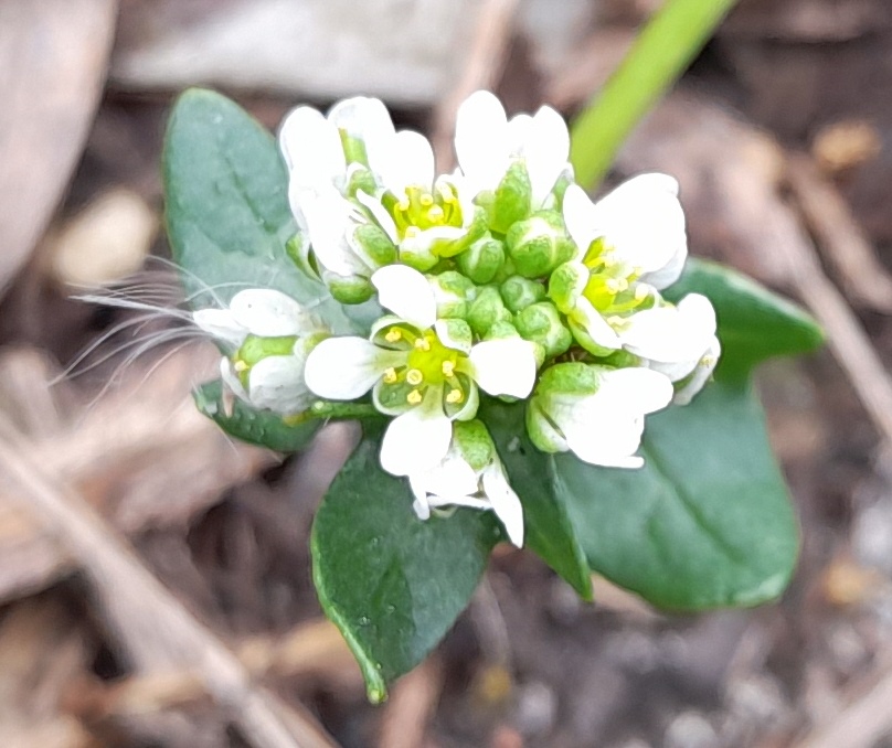 Cochlearia danica danish scurvygrass