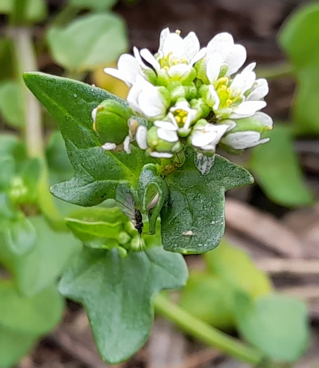 Cochlearia danica danish scurvygrass