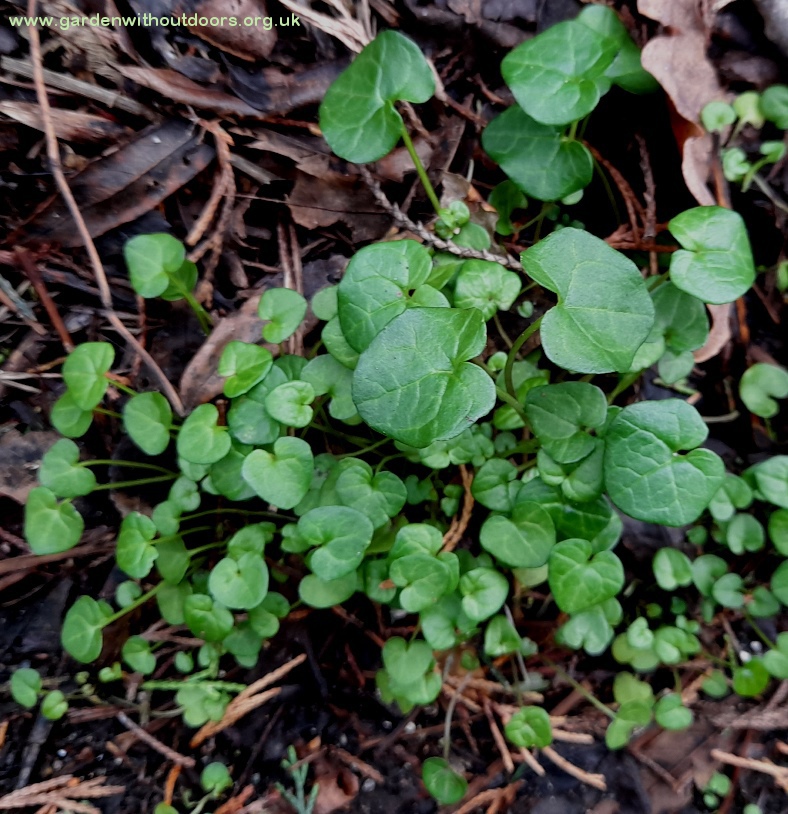 cochlearia danica danish scurvygrass