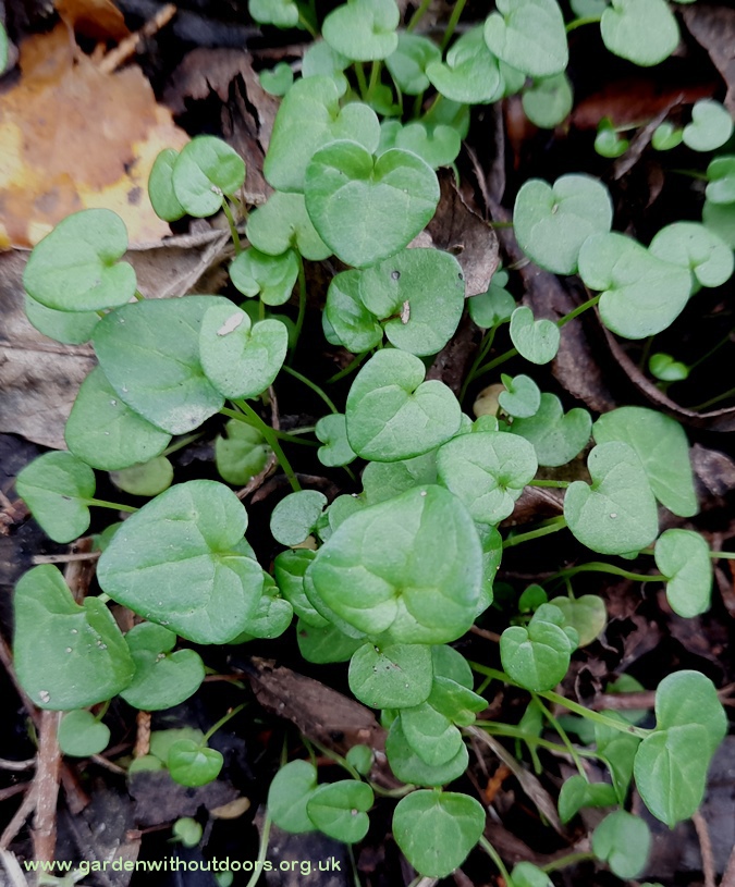 cochlearia danica danish scurvygrass