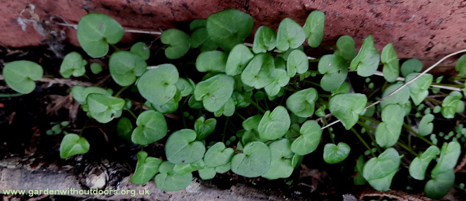 cochlearia danica danish scurvygrass