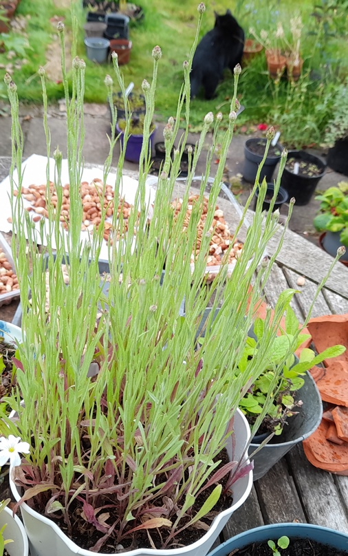 M+S Flower Shop Cornflower Bee Attracing Mix