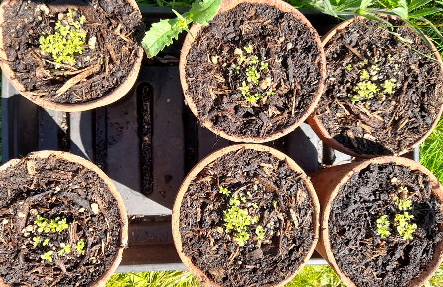 cota tinctoria seedlings