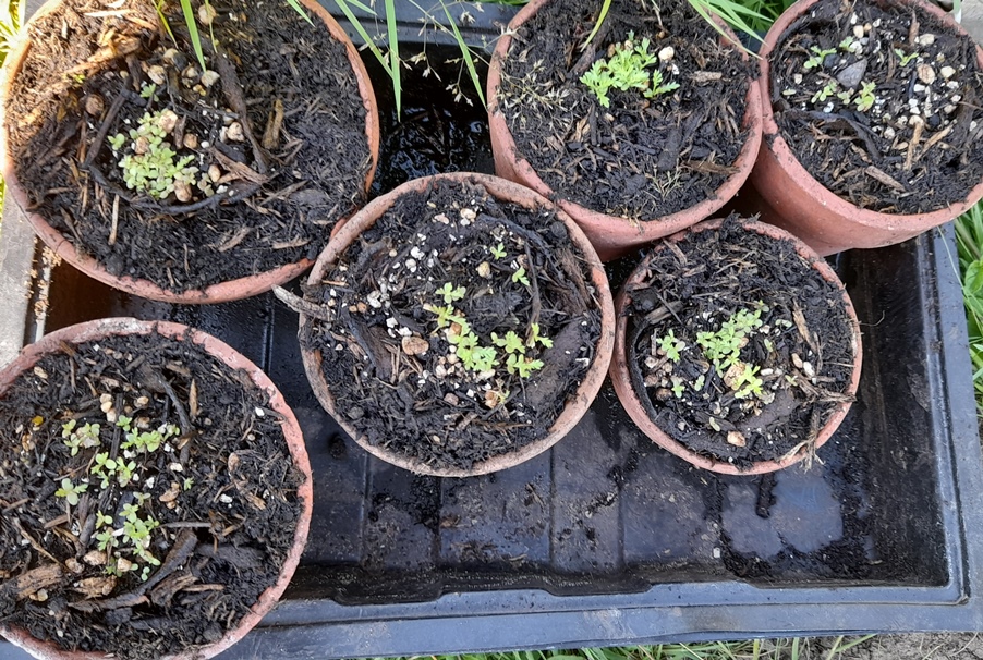 cota tinctoria seedlings