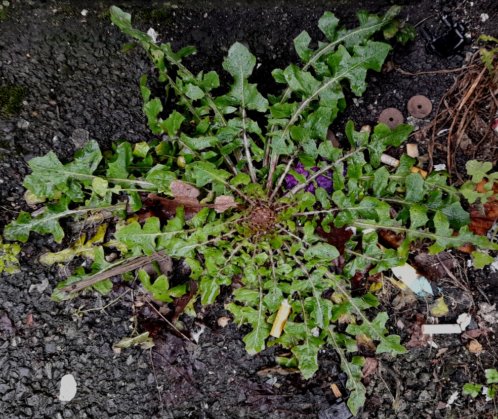 crepis vesicaria rosette