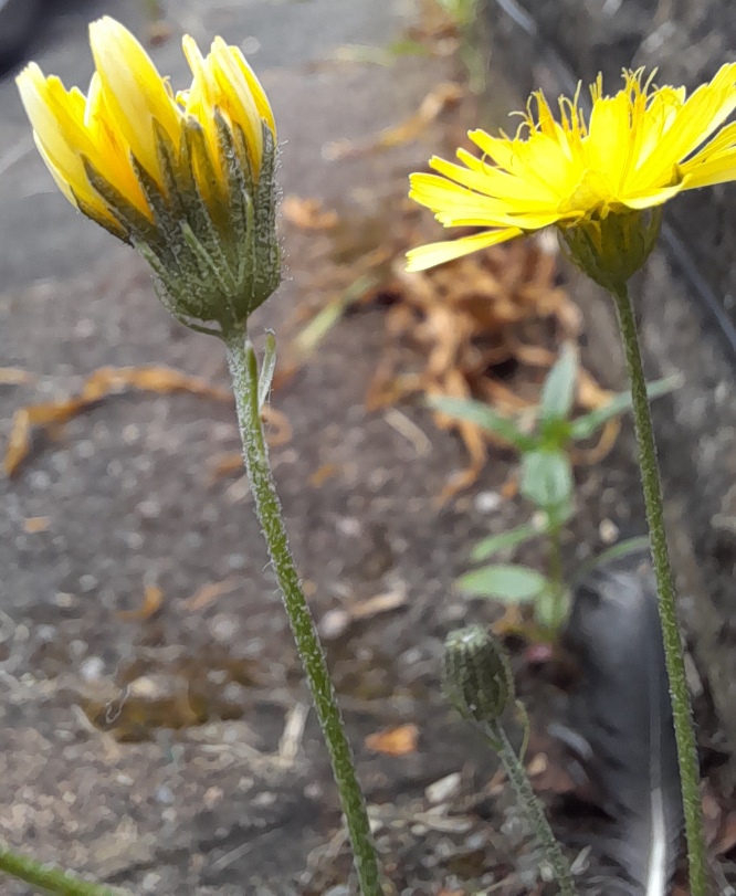 crepis capillaris smooth hawk's-beard